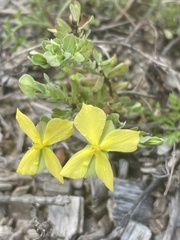 Hypericum suffruticosum