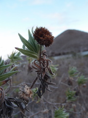 Scalesia villosa