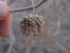Scalesia villosa