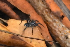 Nyssus albopunctatus