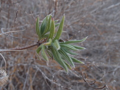 Scalesia villosa