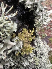 Tuckermanopsis orbata