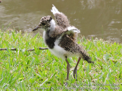 Vanellus chilensis