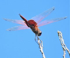 Tramea stenoloba