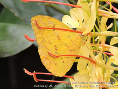 Phoebis philea