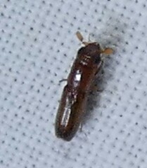 Euplatypus compositus