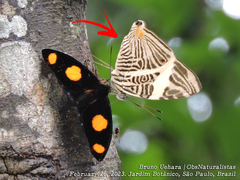 Colobura dirce