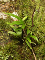 Pleopeltis polypodioides
