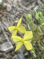 Hypericum suffruticosum