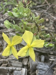 Hypericum suffruticosum