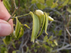 Vallesia glabra