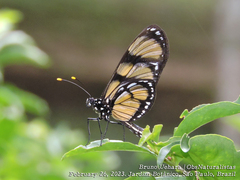 Methona themisto