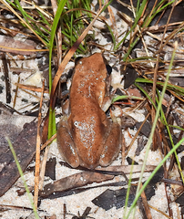 Litoria rubella