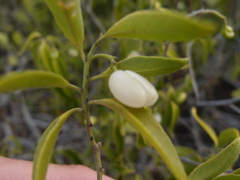 Vallesia glabra