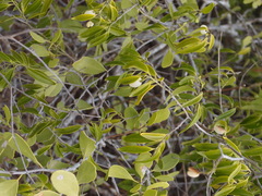 Vallesia glabra