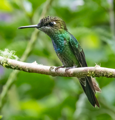 Heliodoxa leadbeateri