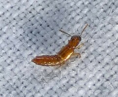 Bledius
