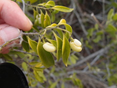 Vallesia glabra