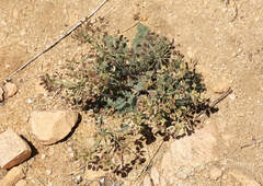 Lomatium mohavense