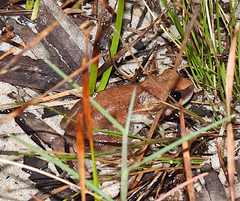 Litoria rubella