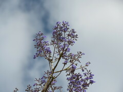 Vitex gaumeri