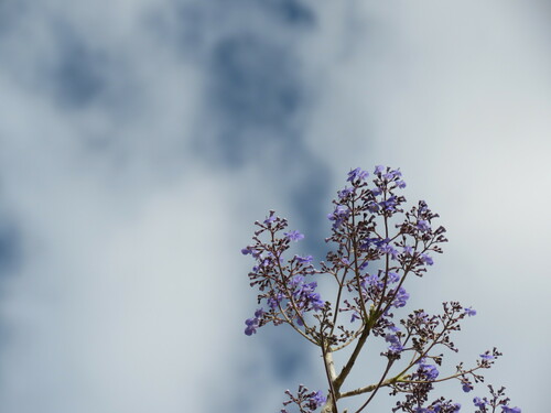 Image of Vitex gaumeri by (c) Giovana A. Valencia, some rights reserved (CC BY)