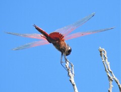 Tramea stenoloba