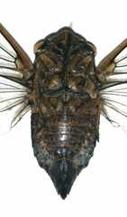 Chremistica nigra