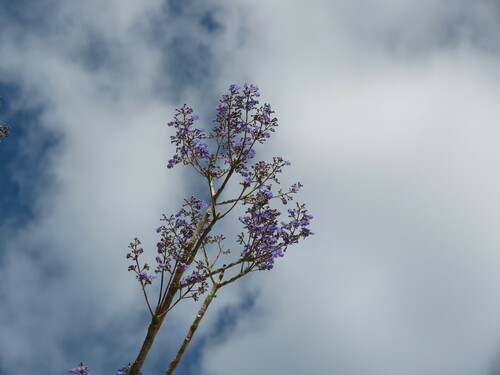 Image of Vitex gaumeri by (c) Giovana A. Valencia, some rights reserved (CC BY)