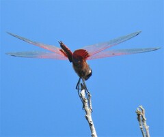 Tramea stenoloba