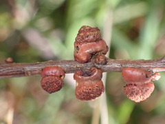 Disholcaspis prehensa