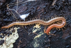 Dicellophilus limatus