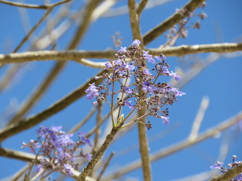 Image of Vitex gaumeri by (c) Giovana A. Valencia, some rights reserved (CC BY)