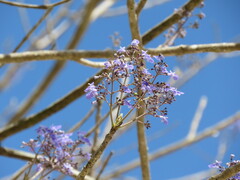 Vitex gaumeri