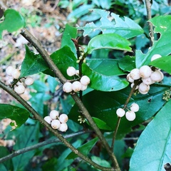 Maesa japonica