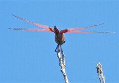 Tramea stenoloba