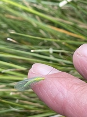 Apertochrysa edwardsi