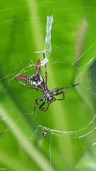 Micrathena sexspinosa