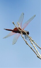 Tramea stenoloba