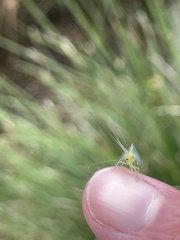 Apertochrysa edwardsi