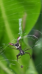 Micrathena sexspinosa
