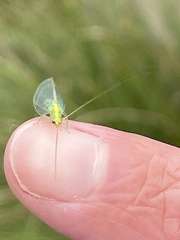 Apertochrysa edwardsi
