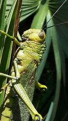 Tropidacris cristata