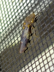 Homalodisca vitripennis