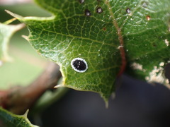 Tetraleurodes perileuca