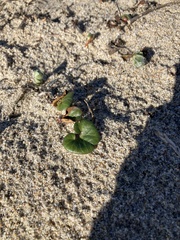 Calystegia soldanella
