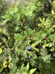 Berberis microphylla