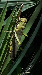Tropidacris cristata