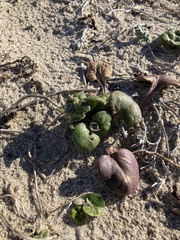 Calystegia soldanella