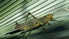 Tropidacris cristata
